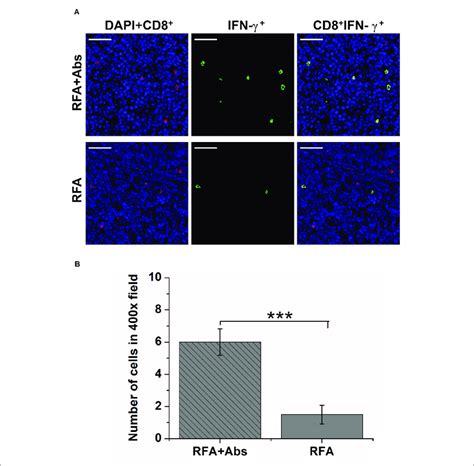 The Double Immunofluorescence Staining Was Performed To Analyze The