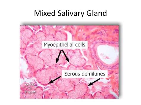 Histology Of Salivary Glands Pptx