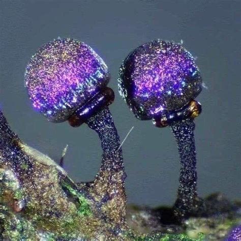 The Slime Mold Called Elaeomyxa Cerifera Is Iridescent Purple And