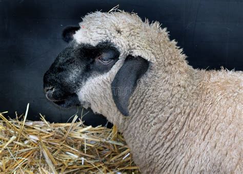 Prize Sheep On View For Judging. Stock Image - Image of agricultural ...