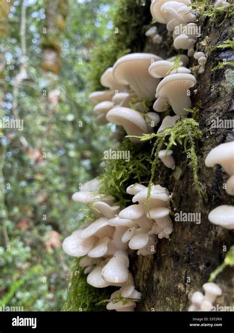 Oyster mushrooms on a alder log Stock Photo - Alamy