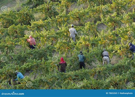 California Grape Vineyard Harvest Stock Image - Image of grape, pickers ...