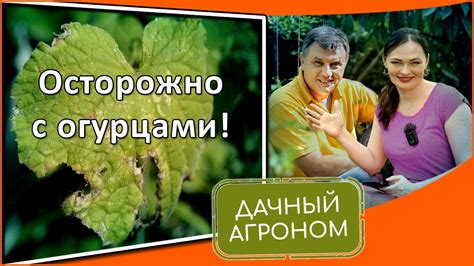 Убрала ЗАВЯЗЬ своими руками И ОГУРЦЫ ПОПЕРЛИ - YouTube