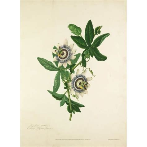 Poster Affiche Passiflora Caerulea Planche Illustration Botanique