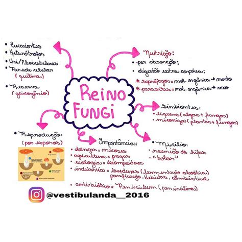 Mapa mental do Reino Fungi