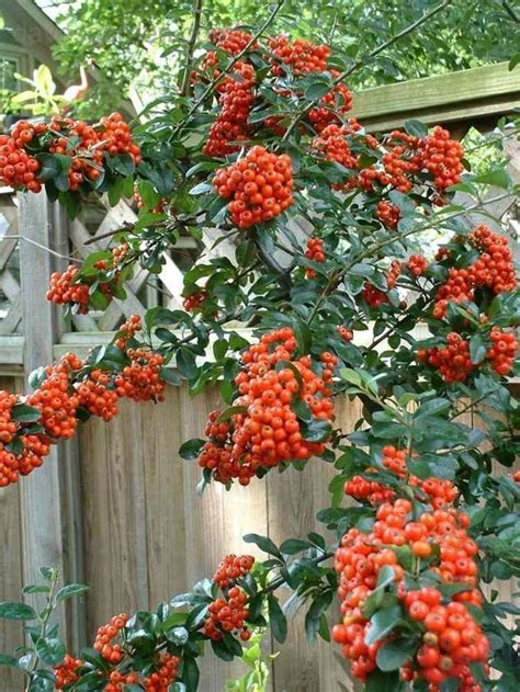 Arbuste à baies rouges pour apporter une touche de couleur au jardin