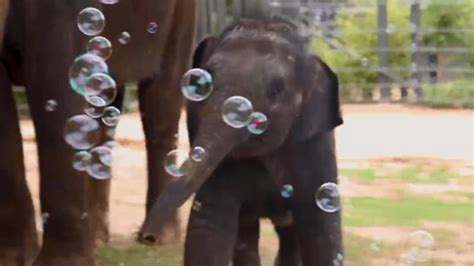 An Incredible Collection of Baby Elephant Images in Full 4K: Over 999 ...