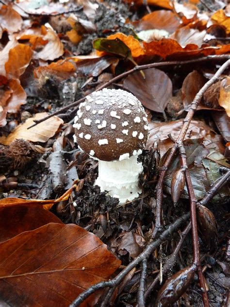 Pilz Schwamm Wald Kostenloses Foto Auf Pixabay Pixabay