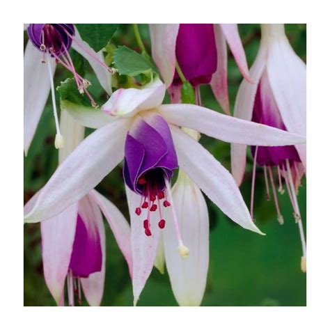 Fuchsia 'Carmel Blue' | 10.5cm Pot | August Plants Shop