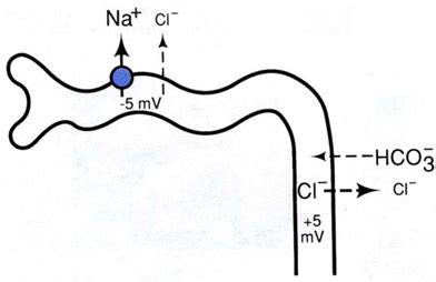 Proximal Tubule Flashcards Quizlet