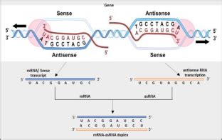 Antisense RNA AsRNA Technology The Concept And Applications In Crop