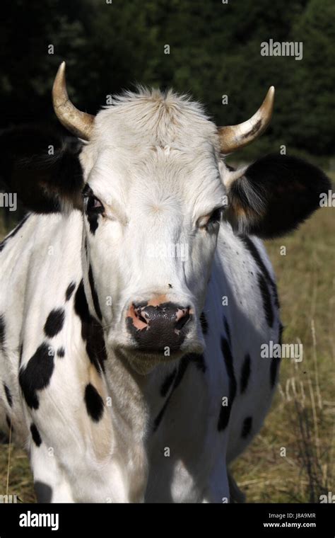 Vaca Las Vacas Las Vacas De Leche Productos Lácteos Deporte