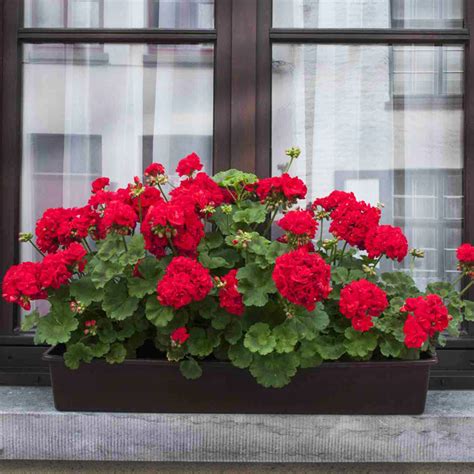 Рассада цветов и овощей. — И.П. Харченко. Тепличный комплекс в Подмосковье.