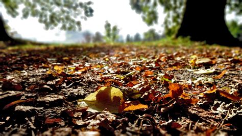 Hintergrundbilder Sonnenlicht Bäume Wald fallen Blätter Natur