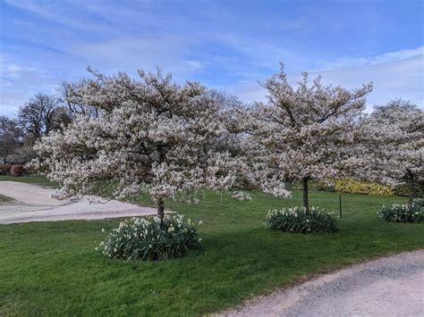 Amelanchier canadensis | Canadian Serviceberry - Leafland Limited ...