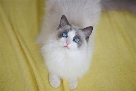 White And Fluffy Blue Bicolour Ragdoll Cat Stock Image Image Of Cats