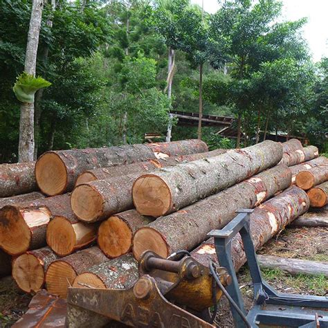 bunya pine kirby fine timber