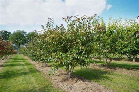 Udenhout Trees Stewartia Pseudocamellia