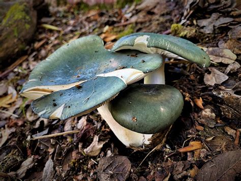 The Magic of Mushroom in Munsiari - Voices of Rural India