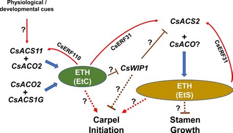 Gene Interactions Regulating Sex Determination In Cucurbits Abstract Europe PMC