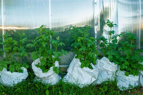 Bolsas al vacío para agricultura Bolsas de polietileno y alto vacío