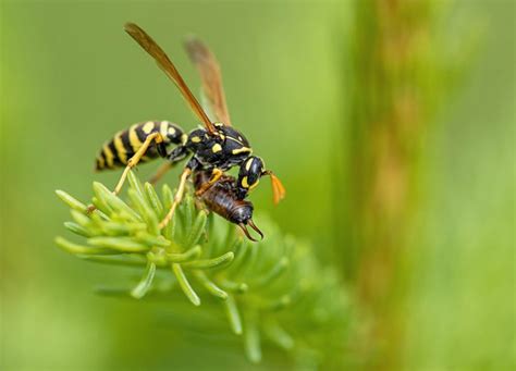 How To Identify The Queen Wasp In A Wasp Colony Environmental Earth