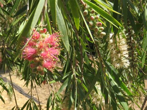 Flora-tree-C