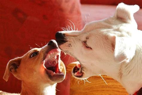 Descubre Todo Sobre La Rabia En Perros Causas S Ntomas Y Tratamiento