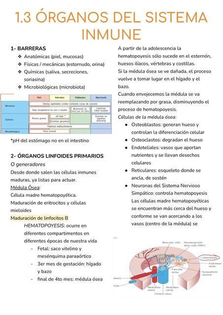 Organos Del Sistema Inmune Unidad De Apoyo Para El Aprendizaje Images