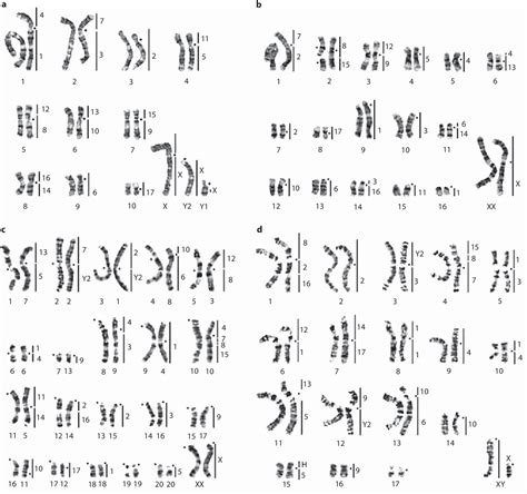 Figure 2 from Karyotype Evolution of Eulipotyphla (Insectivora): The ...