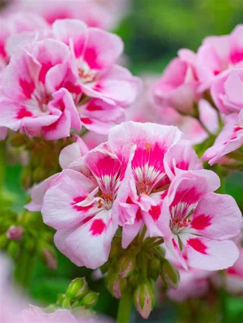 15 Pink Geranium Varieties For Your Garden