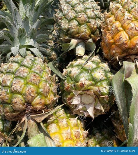 Pineapple Contains Nutrients And Beneficial Compounds Such As Vitamin