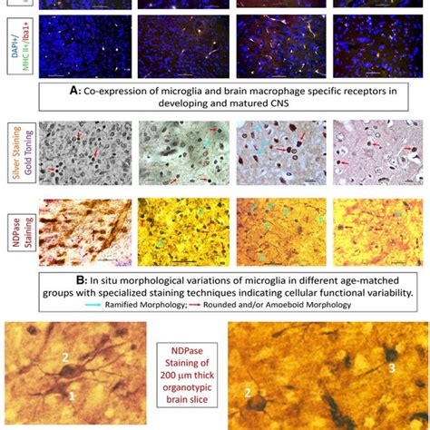 Characterization of microglia isolated from different age groups. (A ...