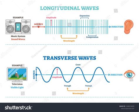 Longitudinal And Transverse Wave Type Vector Illustration Scientific