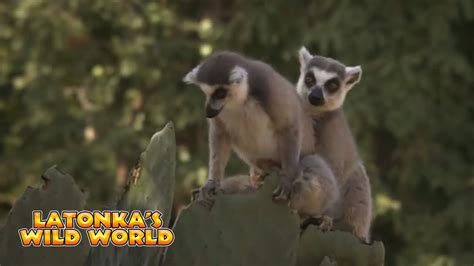 Latonkas Wild World Squirrel Monkey Mating Rituals Planet Earth