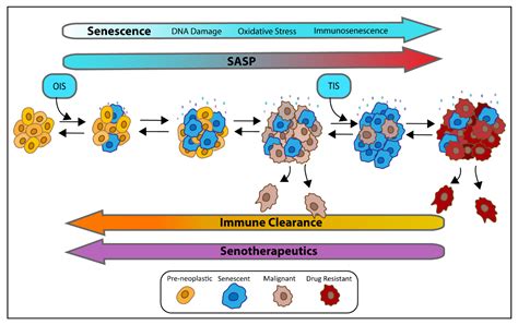 The Role Of Senescent Cells In Acquired Drug Resistance And Secondary