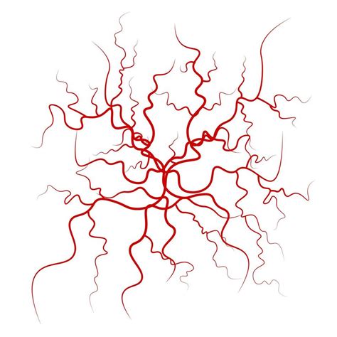 Vector De Venas De Sangre Humana Dise O De Vasos Sangu Neos Rojos