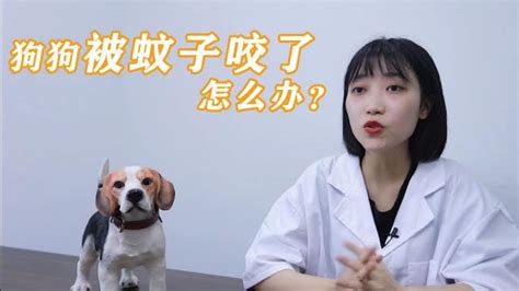 狗狗被蚊子咬了怎么办 百度经验