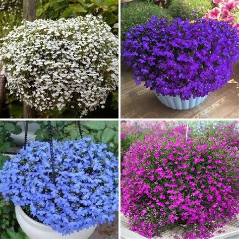 Multi-Color Lobelia Seeds, 100pcs/pack