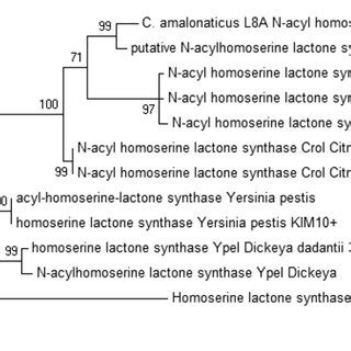 Maximum Likelihood Phylogenetic Tree Of C Amalonaticus L A S Rrna