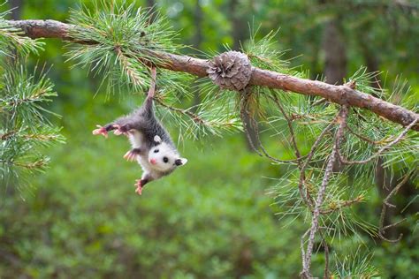 25 Cute Possum and Opossum Pictures | Reader's Digest