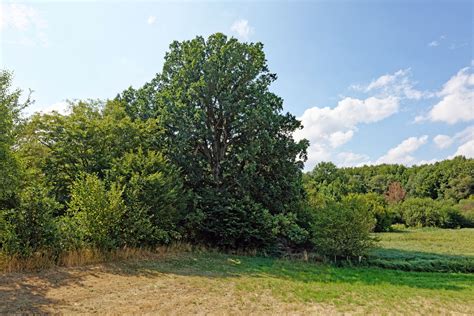 Eiche Bei Buckow Monumentale Eichen Von Rainer Lippert