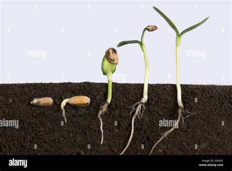 Sequence Of Sunflower Seeds Going Through Various Stages Of Germination