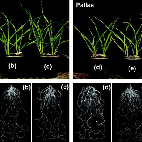 Shoot Dry Matter Root Dry Matter And Rootshoot Dry Matter Ratios In