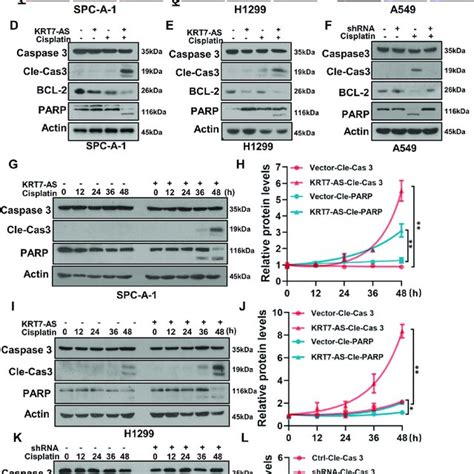 KRT7 AS Enhances Cisplatin Induced Apoptosis And Activates Apoptotic