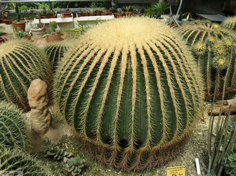 Garden of cacti - Close view of cacti