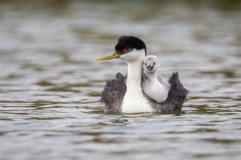 The Entire Colorado River Basin is in Crisis | Audubon