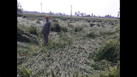 Haryana Rain Strong Winds Flatten Wheat Crop May Delay Harvesting