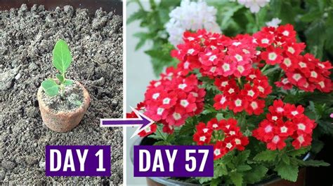 How To Grow Verbena Plant With All Care Tips Complete Guide Youtube