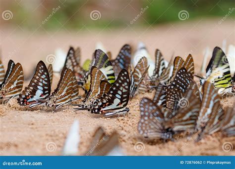 Diversity of Butterfly Species Stock Photo - Image of ground, outdoor ...